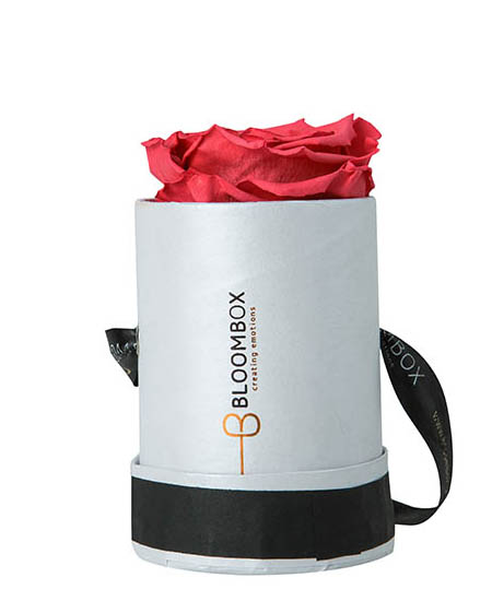 Emotional Roses Mini Royal Red Round White